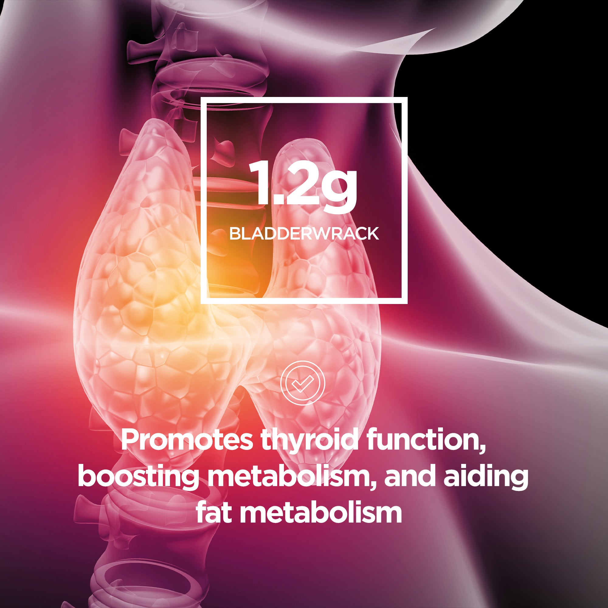 Tone Up + - Raw Sport