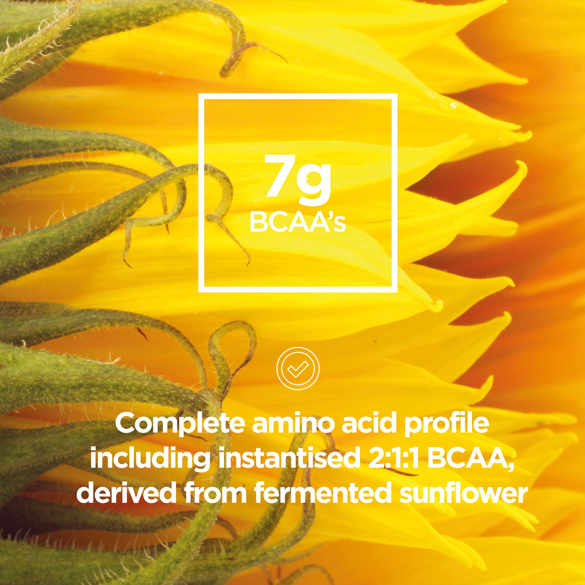 Repair High Protein Powder