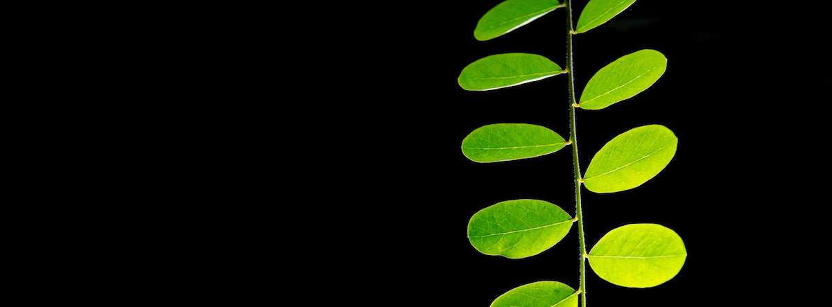 Moringa